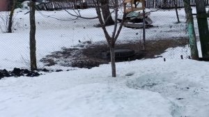 18-01-2025 Жизнь в деревне. Пересадила гортензии.