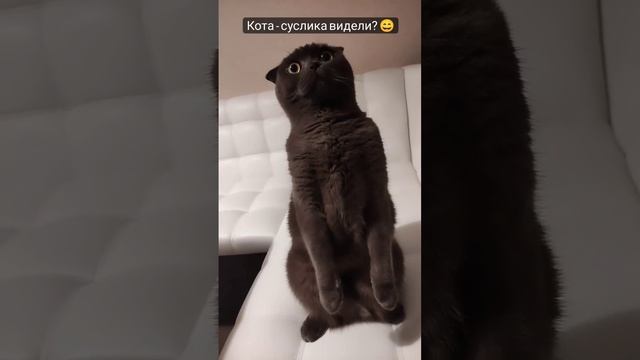 ЯКОВ-СУСЛИК 😄 #кот #вислоухий #шотландскийкот #videos #cat #catlife #catlover #catvideos смотреть онлайн