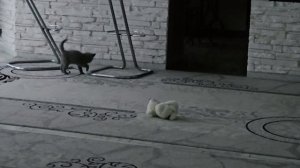 У нас в семье пополнение