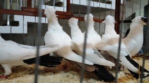 18.01.2025г Выставка ЦСКА ч. 4