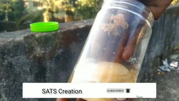 transparent egg boiling /experiment/