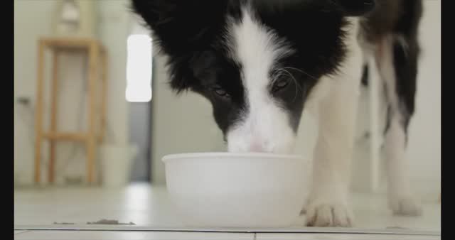 Слюна собаки побудившая принять Ислам американского у смотреть онлайн