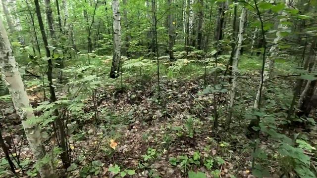 ЗА ГРИБАМИ - ПОПЕРЛИ!!!!! смотреть онлайн