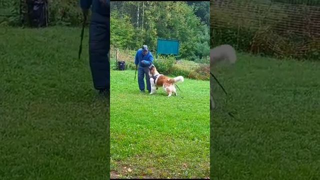 московская сторожевая ПП Жиган Лимон,2г смотреть онлайн