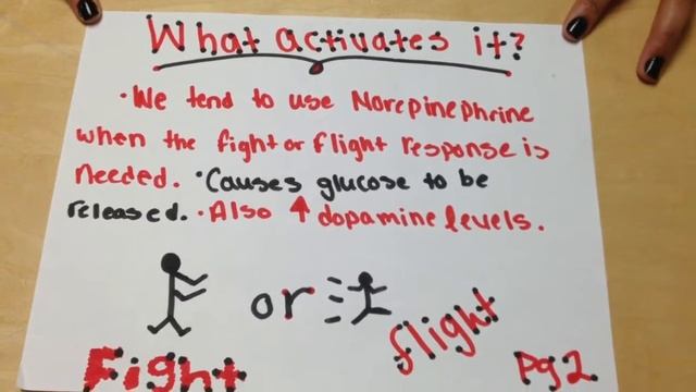 Norepinephrine Mrs. Nail's Anatomy смотреть онлайн