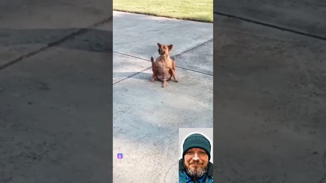 Собачий флекс ☺️ смотреть онлайн