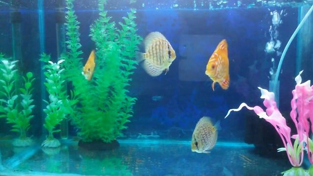 Discus Fish #discusfishtank смотреть онлайн