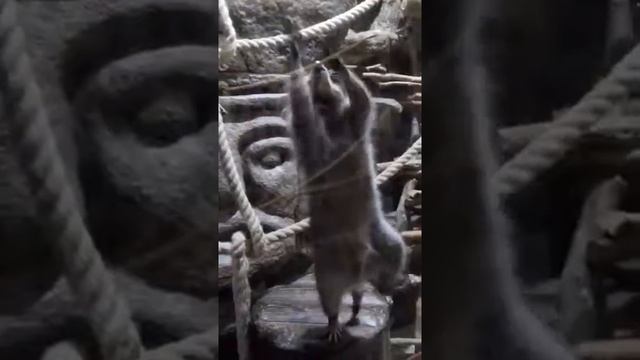 Енот танцует под музыку смотреть онлайн