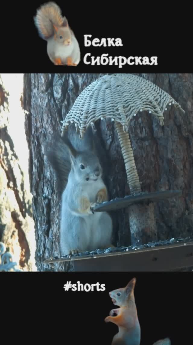 Белка грызет семечки под зонтиком