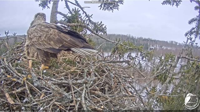 Jūras ērgļi Durbē - Bieliki Łotwa - brawo ! Milda złożyła 2 jajko 🥚🥚 Voldis z kontrolą 2023 03 11 смотреть онлайн