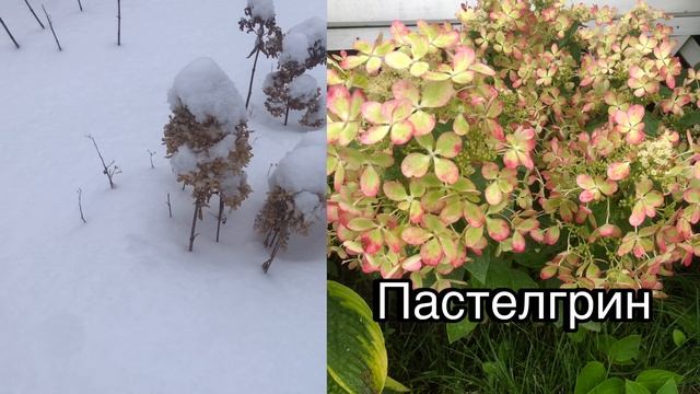 Гортензия зимой 18-01-2025 смотреть онлайн