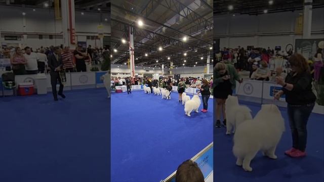 Sladkaya Yagodka Bella - BOSS, BISS JR - Centenário "22 CBKC - Samoieda - World Dog Show смотреть онлайн