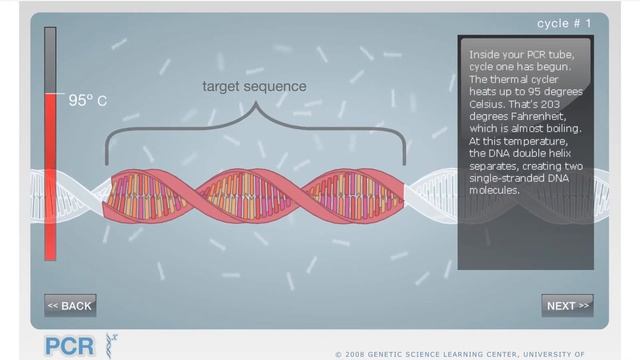 PCR Virtual Lab смотреть онлайн