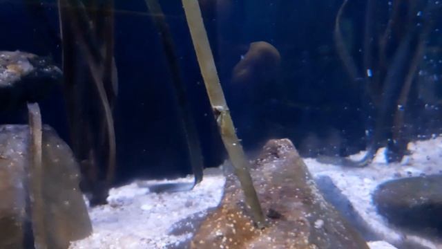 Common Prawn (Palaemon serratus) смотреть онлайн