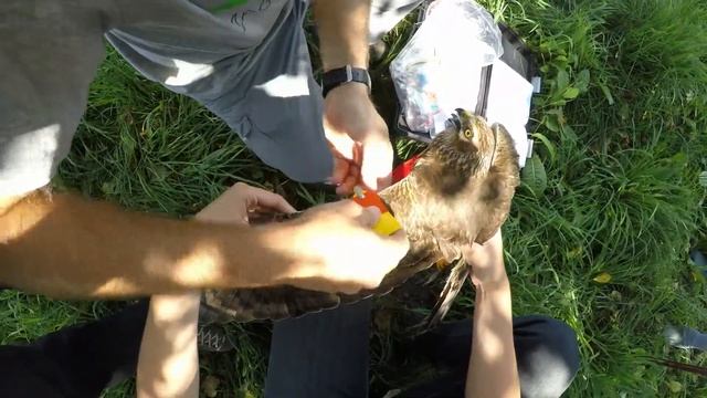 Tagging of the Montagu's Harrier with color wingtags - 1 смотреть онлайн