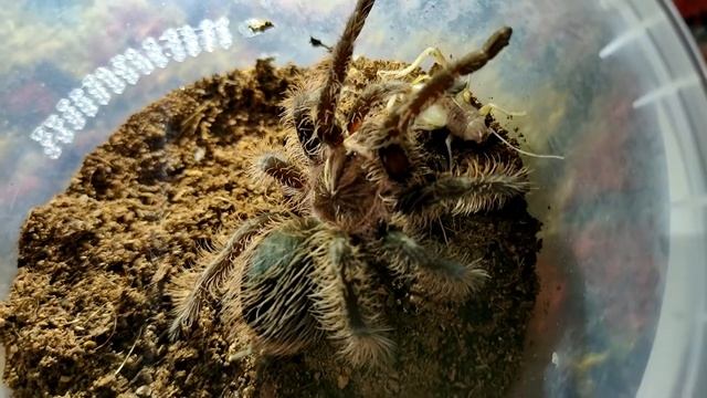 Паук старичок Pterinochilus murinus ещё может... смотреть онлайн