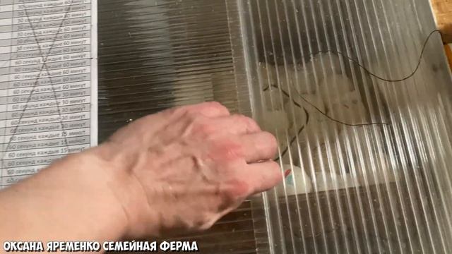 ИНКУБАЦИЯ в сезон / ГОЛОШЕЙКА прямо на БРОЙЛЕРЕ / Выводится!♀️ смотреть онлайн