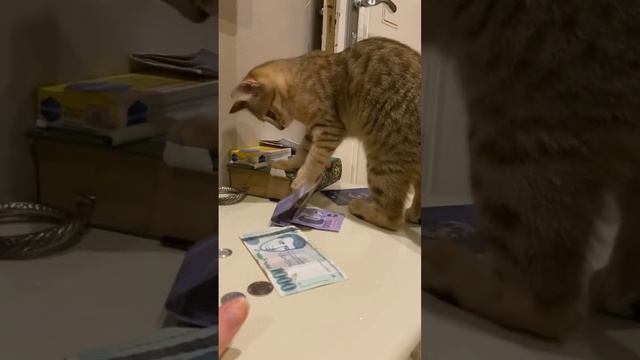 Это моя армянская кошка. Канал Русские в Армении, подписывайся смотреть онлайн