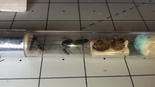 Camponotus Cruentatus colony смотреть онлайн