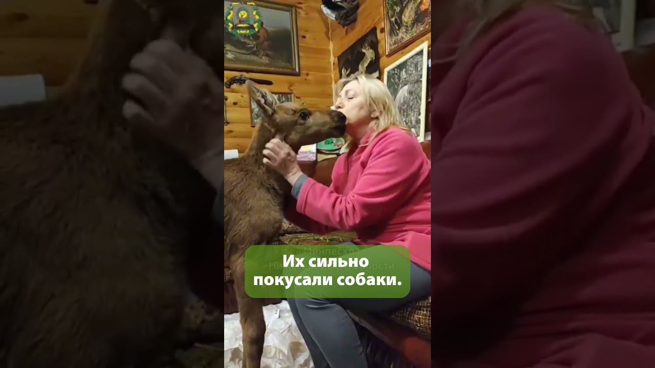 Нижегородская семья приютила лосят, которых сильно искусали собаки #shorts смотреть онлайн