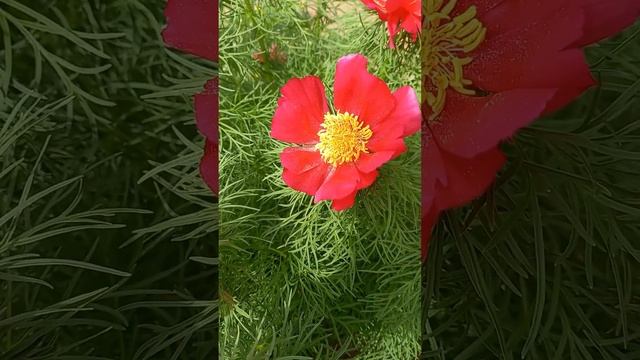 Пион тонколистный 💕🌸🌸🌸 #spring #цветы #flowers #весна смотреть онлайн