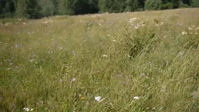 Главный взяток в разгаре. Прогулка по медоносным угодьям. Анамально поздний взяток