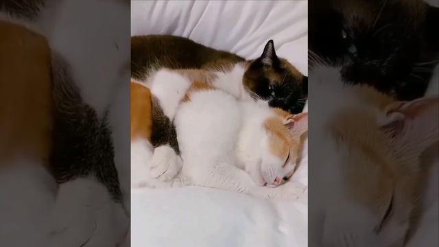 VID_20250118_112911_525.mp4 смотреть онлайн