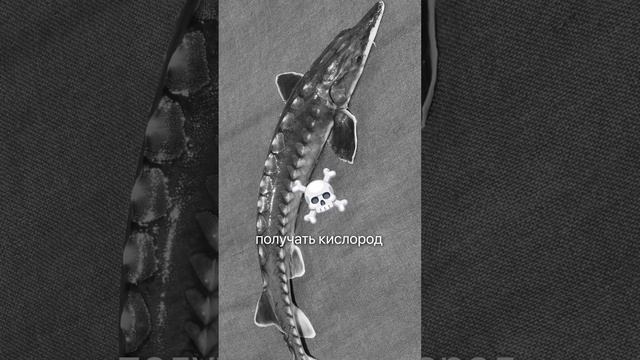 Из-за ОДНОЙ ошибки вся рыба сдохла❌#узв #бизнесидея #бизнес #рыба #рыбоводство #рыбалка #бизнесидеи смотреть онлайн