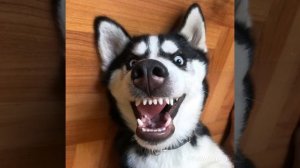 Звук для собаки. Звук для кота. Звук который понравится твоей собаке. Sound puppy. Sound dog cat