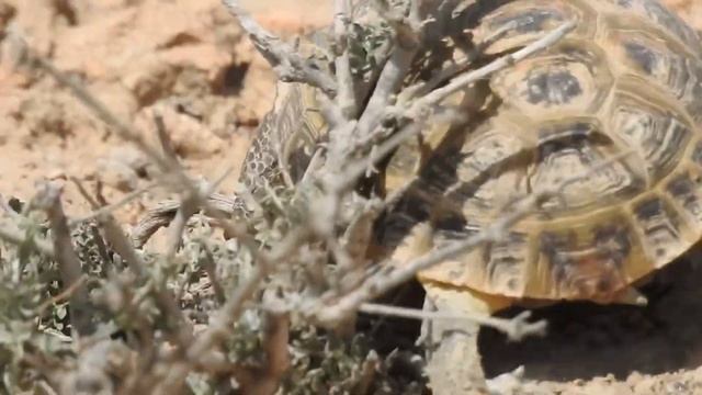 Орта Азия Шөл тасбақасы #Qaraqalpaqstan #Устюрт #экспедиция смотреть онлайн