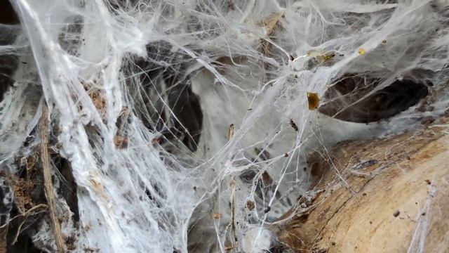 Что стало с террариумом Муринуса за год? смотреть онлайн