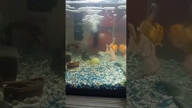 speedy has a new friend , shiny ... смотреть онлайн