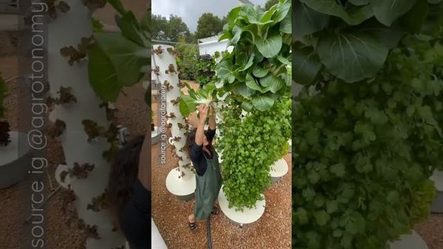 Harvesting Aeroponic Lettuce, parsley, and bok choy from Tower Farm #shorts #aeroponics смотреть онлайн