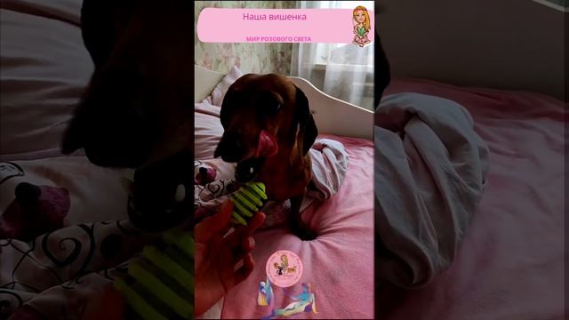 Главная вишенка розового мира 💓 смотреть онлайн