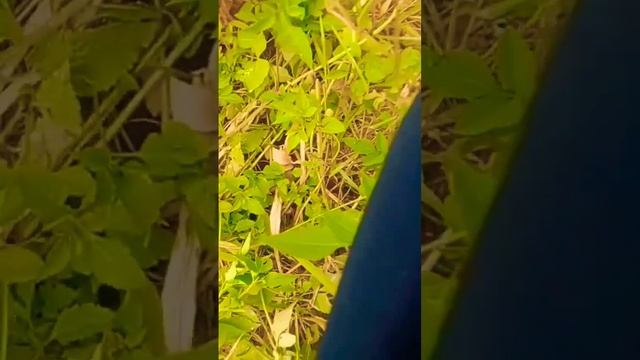 Rong con cá mương Khủng lên bờ #fishing #câucá #caucasuoi смотреть онлайн