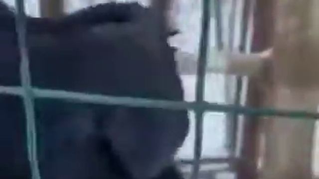 Говорящий ворон... смотреть онлайн