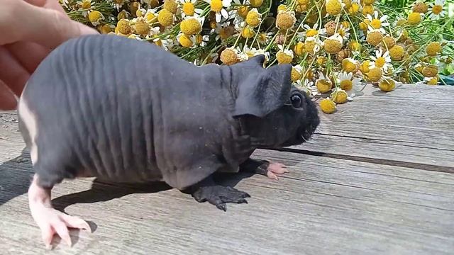 продажа. скинни морская свинка смотреть онлайн