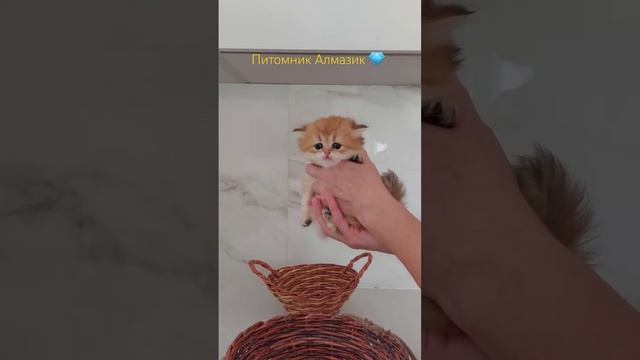 Британская золотая девочка Плюшка,в поисках новой семьи. #котята #lifestyle #cat #catlover #kitten смотреть онлайн