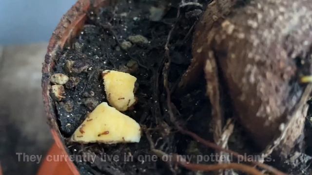 Pheidole parva colony feeding on fish crackers смотреть онлайн