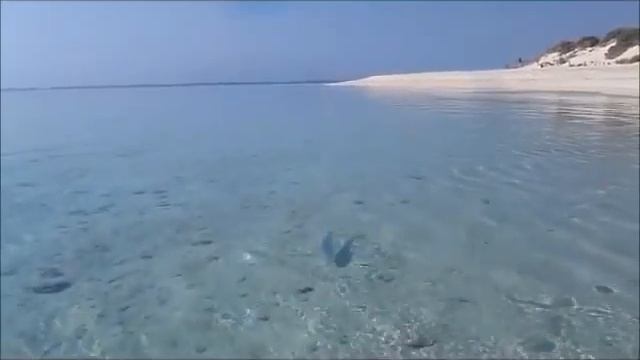 Ningaloo Bonefish смотреть онлайн