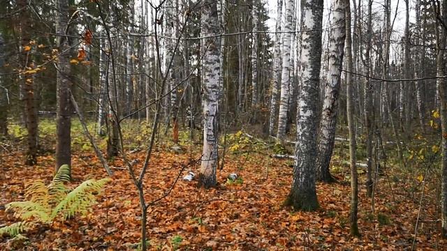 Осенний поиск смотреть онлайн