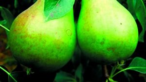 СЕНТЯБРЬ. Срочные подкормки сада.