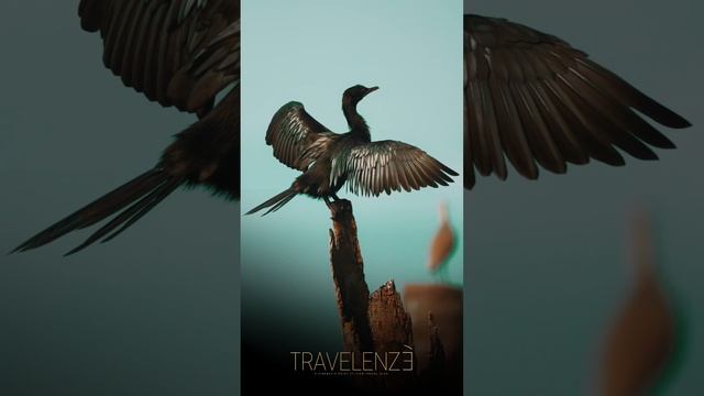 Little cormorant | Shorts | Cinematic | Bird | Travelenze смотреть онлайн