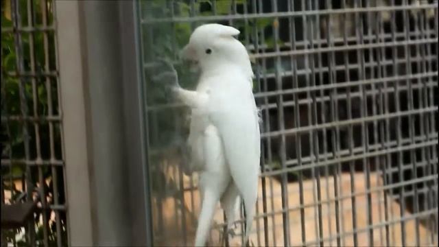 веселый попугай!!! :) смотреть онлайн