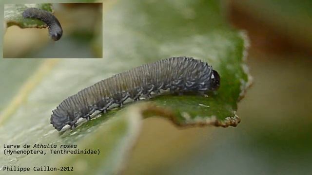 Athalia rosae. смотреть онлайн