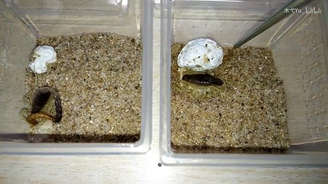 墨玉粗尾蝎捕食面包虫 смотреть онлайн