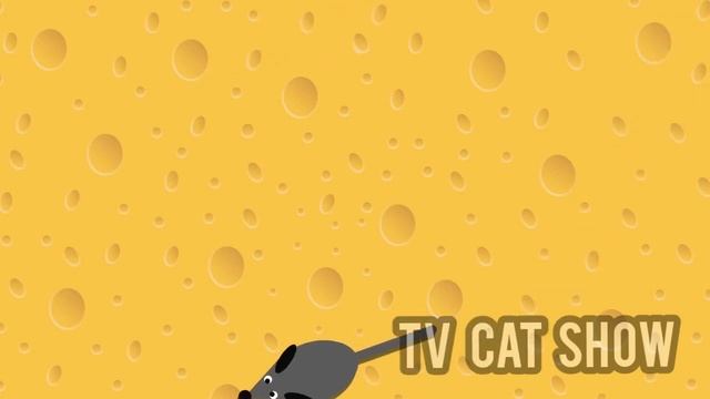 Мульт для кошек, рыбка, мышка,муха маячят на экране!TV Cat Show