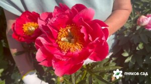 Coral Magic peony. Корал Меджик пион. Пулков сад