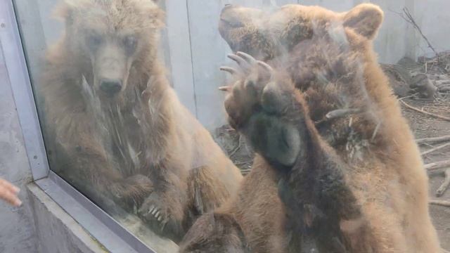 Медведь людоед смотреть онлайн