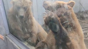 Медведь людоед